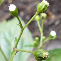 Adenostemma lavenia (L.) Kuntze